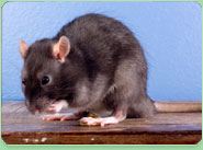 rat control Shepway